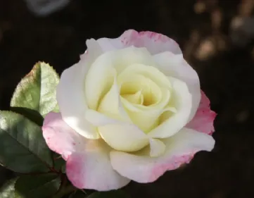 Coltivazione rose floribunde