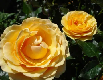 Rose floribunde Amber Queen