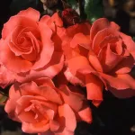 Rose Ave Maria