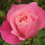 Rose Bel Ange
