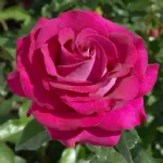 Rose Belles Rives® Meizolnil