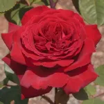 Rosa Botero - Meiafone