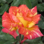 Rosa Caribia