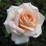 Rosa Chandos Beauty