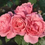 Rose Line Renaud