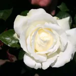 Rosa Memoire