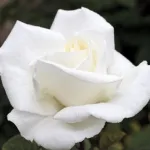 Rosa Metropolitan / Gardenia