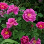 Rose Apothecary's Rose-Rosa gallica officinalis