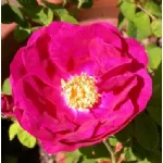Rose Apothecary's Rose-Rosa gallica officinalis
