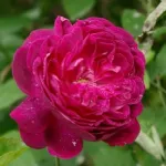 Rosa Beau Narcisse