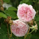 Rosa Belle Isis