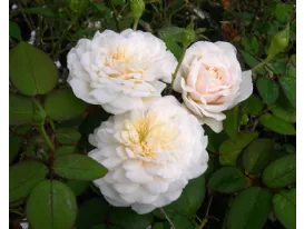 Rose Colonial White Sombreuil