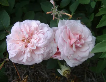 Rose Souvenir de La Malmaison
