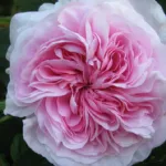 Rose Souvenir de La Malmaison