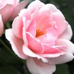 Rose Ballade