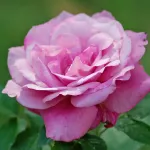 Rosa Blue Parfum