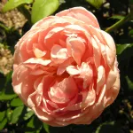 Rose Colette® Meiroupis