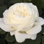 Rosa Jeanne Moreau