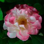 Rose Marseille en Fleurs® Masmarfle