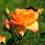 Rose Sahara