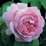 Rosa Costance Spry