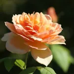 Rosa Grace - Auskeppy