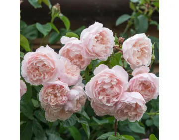 Rose The Generous Gardener® Ausdrawn