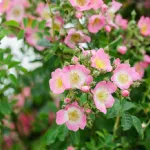 Rose Kew Rambler