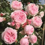 Rosa Giardina