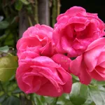 Rose Lawinia