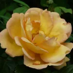 Rose Maigold 