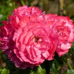 Rose Rosarium Uetersen