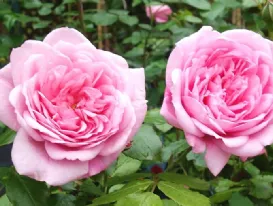 Rose Sweet Laguna