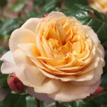 Rose Capri®