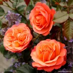 Coral Lions-Rose®