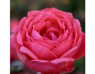 Rose Gartenprinzessin Marie Jose®