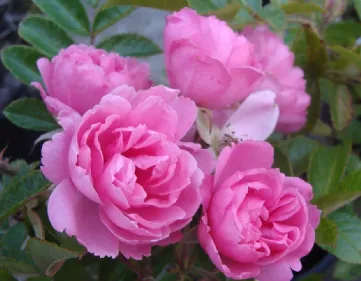 Rose Pink Grootendorst