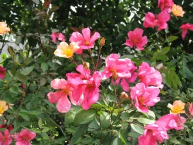 Rose Chinensis Mutabilis