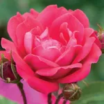 Rosa Pink Double Knock Out