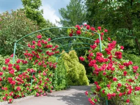 Concimare rose