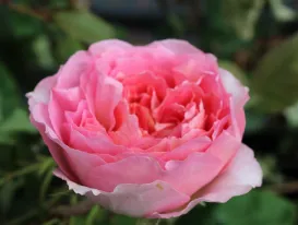Curare rose Ibridi di Tea