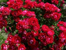 Rose rosse foto