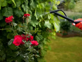 Irrigare rose