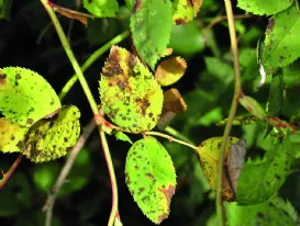 Funghi delle rose