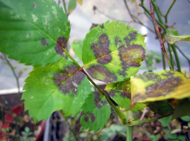 Ticchiolatura Rose