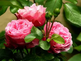 Piantare le rose