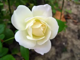 Rosa bianca purezza