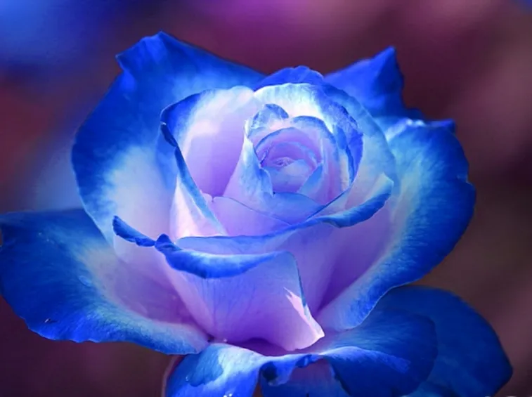 Risultati immagini per rosa blu