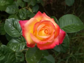 Rosa ibrido di Tea Pullman Orient Express