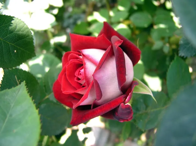 Rosa Osiria